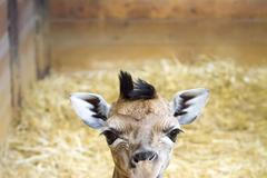 V Safari Parku Dvůr Králové nad Labem se narodilo mládě žirafy Rothschildovy