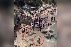 Utíkej, kdo můžeš. Lachtani divoce vyhnali desítky lidí z pláže, video je hitem