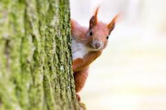 Veverka, příroda, strom