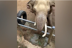 Dítěti spadla do výběhu v zoo bota. Reakce sloního samce překvapila návštěvníky