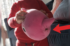 Nicnetušící dítě dostalo novou hračku i s obřím pavoukem. Co se stalo, když ho objevilo?