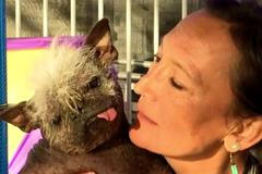 Nejošklivější pes planety