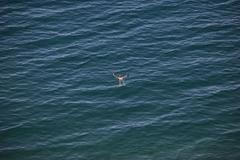 Evropa, vedra, sucho, rekord, léto