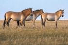Mongolsko - kůň Převalského, Národní park Chustaj, koně, pláně, stepi