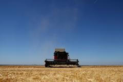 Sklizeň během vlny veder, Velká Británie.