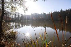 Houby, houbaření, les, podzim, počasí, Voděradské bučiny