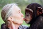 Jane Goodallová, šimpanzice Tess, 1997
