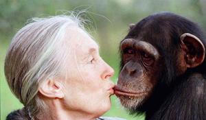 Jane Goodallová, šimpanzice Tess, 1997