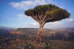 Sokotra je jemenským rájem