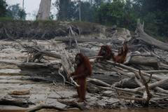 orangutan, Indonésie, požár, devastace