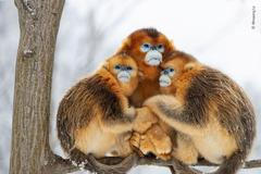 Wildlife Photographer of the Year: fotografie, které se utkají o cenu diváků