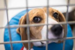 Útulek pro laboratorní psy - Borovno - U Františka