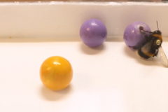 I čmeláci si rádi hrají jen tak. Díky kutálejícím míčkům vědci objevili nové důkazy