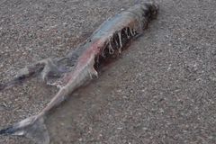 Nejméně 50 tisíc mrtvých delfínů v Černém moři. Kvůli sonarům ponorek oslepli a uhynuli