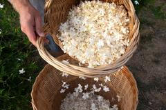 francie grasse jasmín parfémy