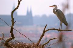 Planeta Praha, volavka popelavá