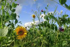 Regenerativní zemědělství