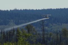 Festival Jihlava - Do plevele