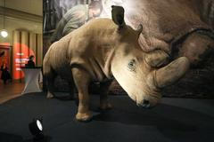 Vycpaný nosorožec Súdán - Národní muzeum, expozice Divočina