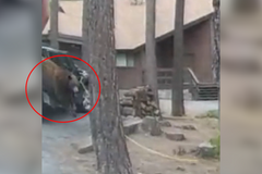 Medvěd se vloupal do auta. Policie situaci vyřešila kreativním způsobem