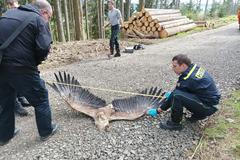 Orel mořský, otrava