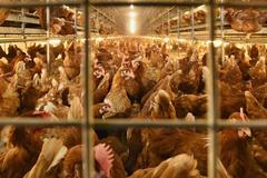 Velkochov drůběže