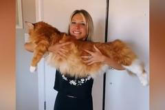 Na délku měří jako devítileté dítě. Obří kocour se stal hvězdou internetu