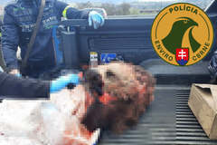 Policisté zadrželi tři Čechy, kteří ve svém motorovém vozidle převáželi nelegálně odchycenou samičku chráněného medvěda.