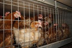 Velkochov klecový chov slepice vejce