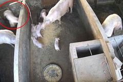 Matka roku. Prasnice drsně odhodila své neposlušné sele. Lezlo jí do jídla