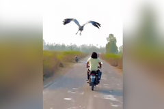 Jedí spolu z talíře a doprovází se na cestách. Z muže a jeřába se stala nerozlučná dvojka