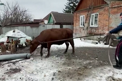 Nechtěli bez ní odejít. Dobrovolník z Bachmutu evakuoval neobvyklého pasažéra
