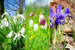 Kvíz - Poznáte jarní květiny - Poutak