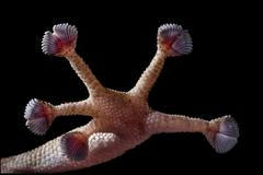 Zvířecí tlapy v úžasných detailech