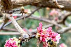 teplé počasí zima rozkvetlá kalina