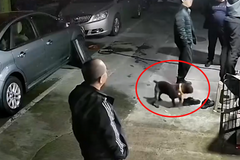 Psí reakce mluvila za všechno. Díky ní lidé doslova "cítili" moment na videu