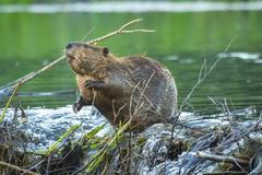 Bobr, jezero, bobří hráz