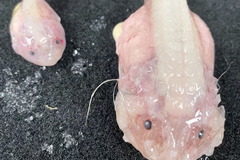 Vědcům se podařilo natočit ryby v rekordní hloubce. Překvapilo je, co jsou zač