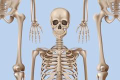 Kvíz člověk - kosti