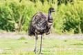 Emu