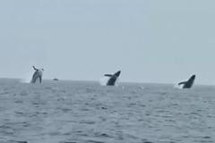 „Velkolepé.“ Otec slavil s dcerami a přitom nahrál velmi vzácný velrybí trojskok