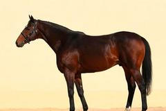 Ze stáje u Roudnice podle policie někdo ukradl anglického plnokrevníka za 400 tisíc korun