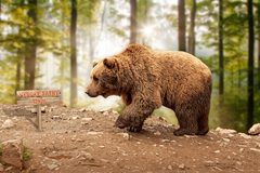 Medvědí krize na Slovensku - ikona, poutak