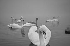 Peter Čech: Krása labutí. Snímky ze série, která zvítězila v soutěži Fine Art Photography Awards 2023.