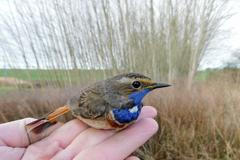 pták, ptáci, mokřad, Jižní Morava, ornitologie, kroužkování