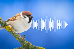 KVÍZ: Poznáte nejznámější ptáky podle zpěvu - Poutaci foto video