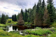 Zlato v horské bystřině rýžovali už Keltové. Šumavou až do údolí nejkouzelnější řeky