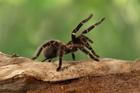 tarantule