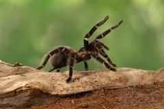 tarantule