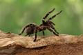 tarantule